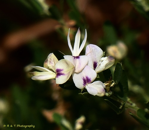 {Lespedeza cuneata}